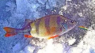 Specifics of winter fishing.