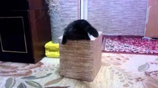 Коты веселятся. Смешные кошки №2