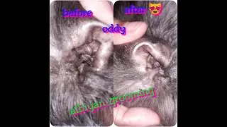 cara membersihkan telinga kucing II APA SAJA KPERLUANNYA.?