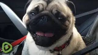 The Cutest Dogs Howling And Barking in Excitement | Dogs Barking Compilation