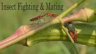 Insect Fighting and Mating