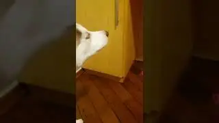 Espirro reverso em cão