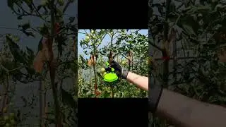 SWANSOFT aplicadora de bandas para tomates, herramienta profesional para cintas de jardinería【8108】