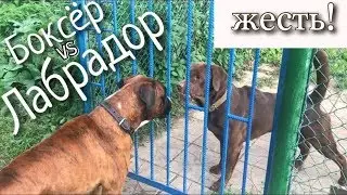 ЛАБРАДОР ПОКУСАЛ ТАЙСОНА