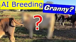 Cattle AI: Breeding Granny, Who Named this Cow?