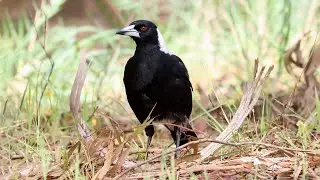 Australian Magpie: The Master Insectivore 🪱🐦