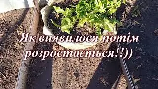 Посадка хрону в обмежений простір не дало результату. Бетонні вироби своїми руками.