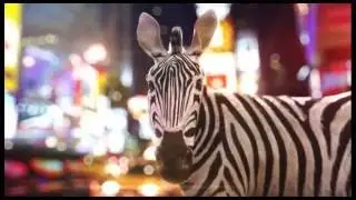 Zebra 3d render by Vasiliy Slyusarrr