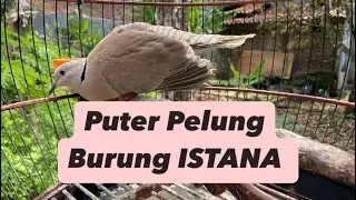The Myth of Puter Pelung PALACE BIRD @sugitokambojaBF