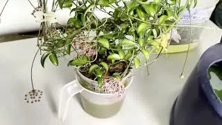 Conquering Root Mealy Bugs and Spring Tour of Hoyas In The Grow Tents