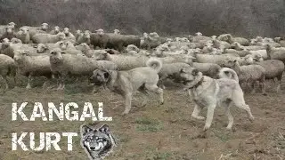 KANGAL MI? KURT MU? İŞTE TÜM GERÇEKLER !! HD BELGESEL
