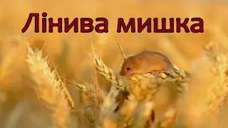 Лінива мишка