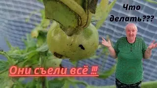 Они съели все