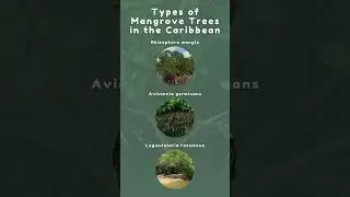 All About Mangroves: Types of Mangroves 🌳