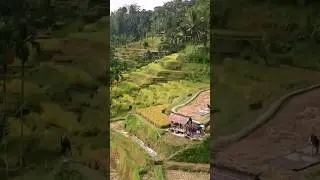 Amazing Bali Rice Terraces #shorts