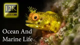 Ocean And Marine Life  12K HDR 60fps Dolby Vision - Amazing Animal World