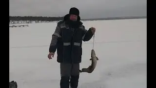 Налим на жерлицы и открытие зимней подледной рыбалки 2019-2020г.