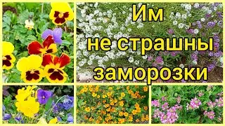 Какие ЦВЕТЫ цветут до поздней осени. Северо-запад Ленинградской области.