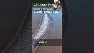 Любящие не встречаются, они с самого начала друг в друге. Цитаты Руми