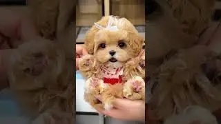 POV : Tu as le chiot le plus mignon du monde 🌍✨ 