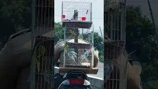 Belleza atrapada #popnografía #birds #aves #carretera #carreteras #videoscuriosos