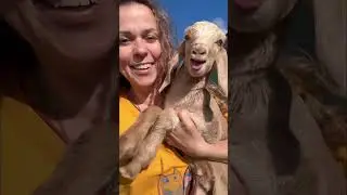 Ох и Сметанка 😅😅😅
