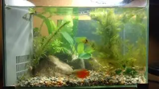 5 Gallon Planted Aquarium