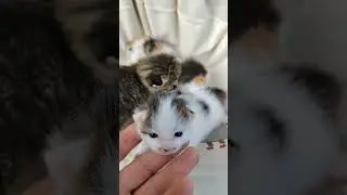 Котятам две недели