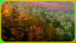 Разноцветные танцы осени!