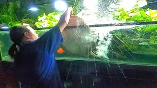 What Could Go Wrong? Feeding A Freshwater Motoro Stingray! ( Potamotrygon motoro ).