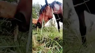 Лошадки едя