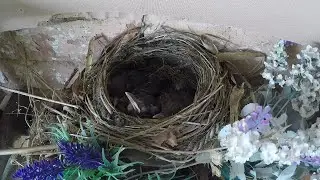 Blackbird nesting in Warwickshire Day 12 nearly fledgling