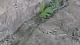 Кабыр жыланы