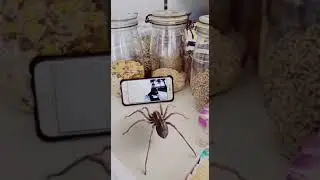 Паук танцует под музыку