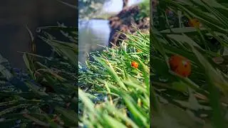 РЕКА Или, ДУША РАДУЕТСЯ НА ПРИРОДЕ, СКОРО РЫБАЛКА
