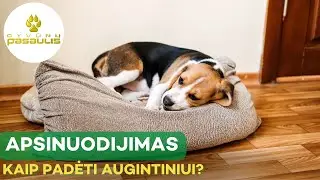 Ką daryti jei šuo apsinuodija suėdęs ką nors lauke?