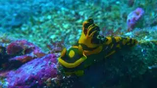 Lembeh Strait Special Nudibranch