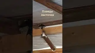 #природа #ласточкиногнездо #жиза #жизнь