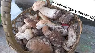 Щось нереальне. Грибний бум у листопаді. Collected white mushrooms