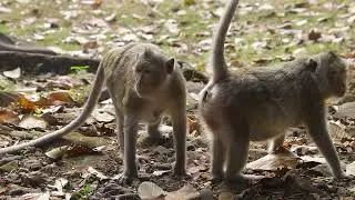 Swinging Through the Canopy: Monkeys in Their Natural Habitat