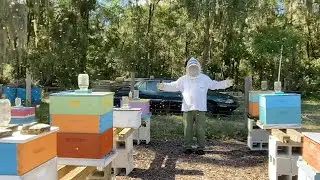 A Swarm Of Honey Bees At Our Nursery Apiary