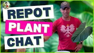 Repot & Chat: Philodendron Dean McDowell Propagation Secrets!