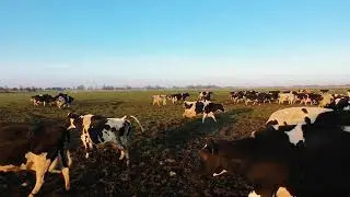 Kuh-TV: Weideaustrieb im Frühjahr
