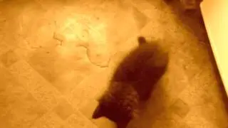 Кондолиза