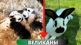 Крольчата 