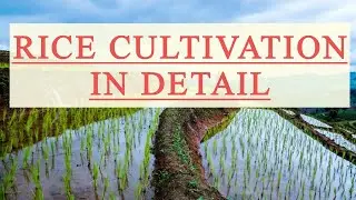 RICE CULTIVATION IN DETAIL#video #viralvideo #agriculure #afo #trending #trend #viralvideos