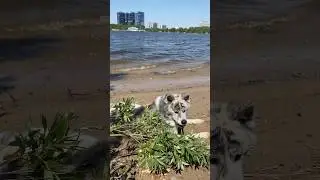 #dog #akita #собака #akitainu #animal #животные #вакай #doglover #акитаину #тигроваяакита