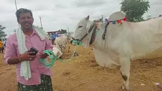 పెబ్బేరు సంతకి రెండు వైపులా పోయే ఎద్దును తెచ్చిన పైపాడు రైతు | Pebbair Oxen market in Telangana