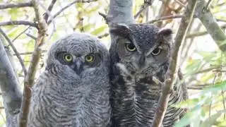 Great Horned Owlets - Pre-Flight Checklist