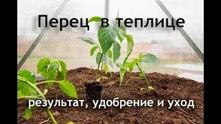 Перец высажен в теплицу - результат, удобрение, уход